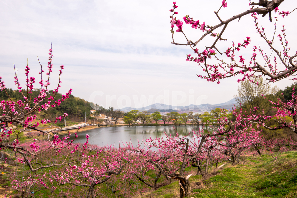 복사꽃,봄,반곡지,꽃,아름다움,분홍색,과수원,경산,봄,계절,spring,season,자연,풍경,nature,landscape,flower,cherry blossom,벚꽃,blossom,plant,식물