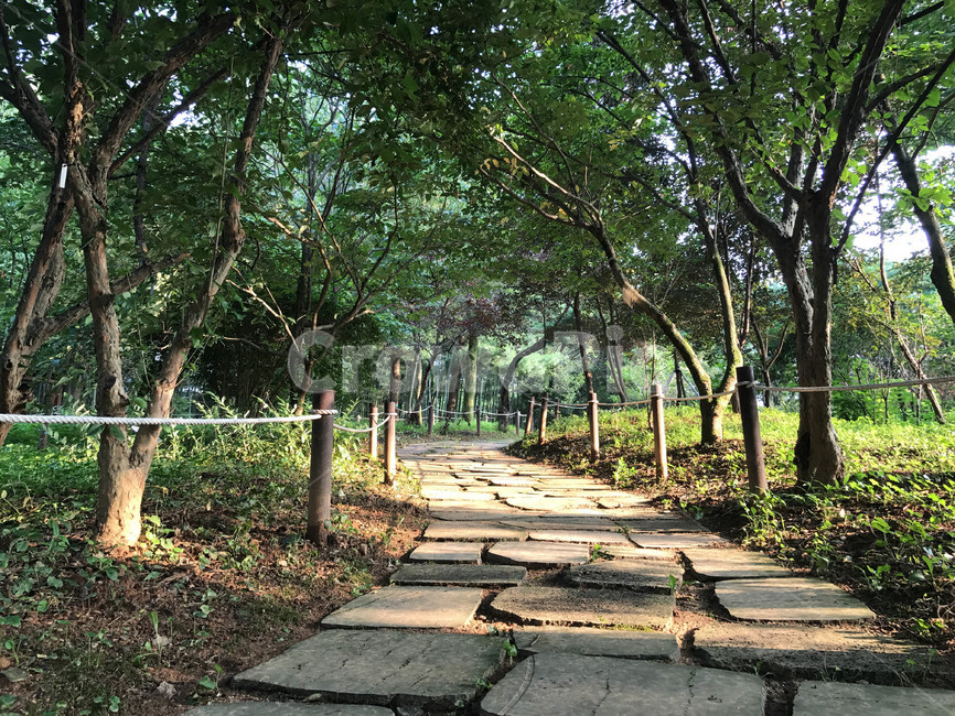 길,빛,나무,자연,풍경,환경,초록,식물,숲,수목원,전주수목원,산책,감성사진