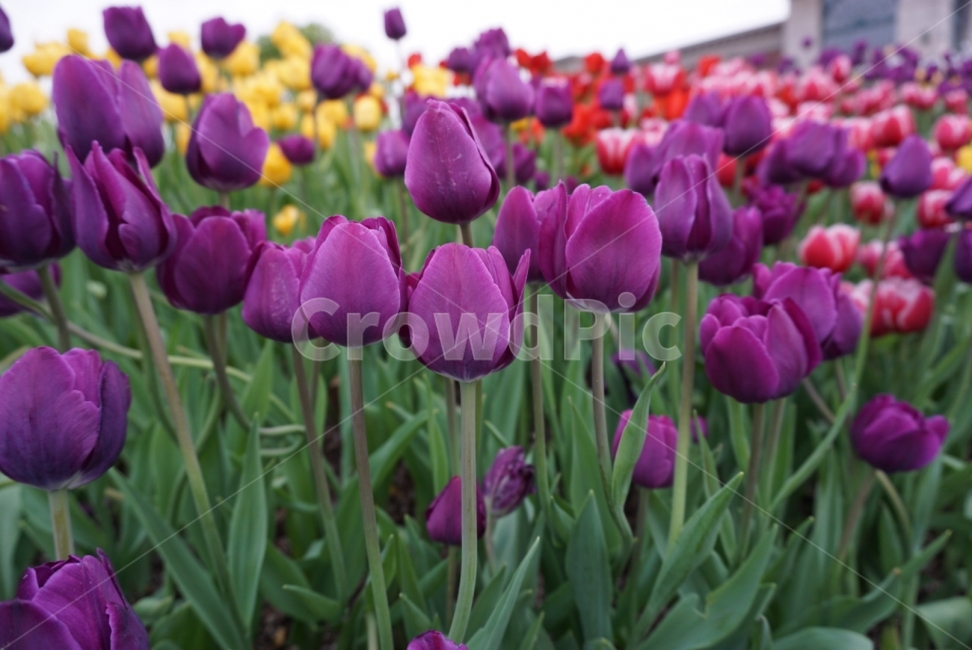 튤립,튤립축제,보라색,보라꽃,꽃밭,봄,계절,spring,season,식물,자연,plants,nature,꽃,flower,plant,blossom
