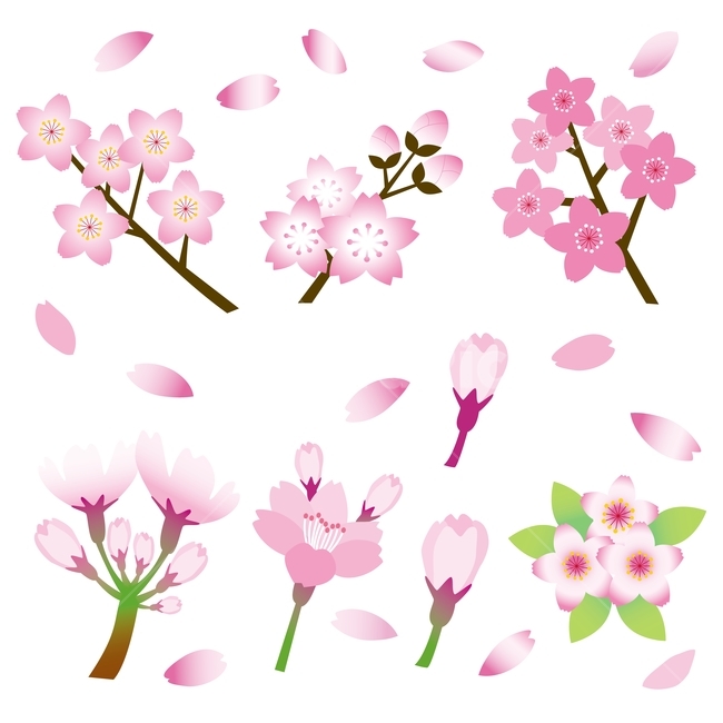 벚꽃,아이콘,그래픽,벚꽃패턴,일러스트,체리블러썸,cherryblossom,4월,봄이미지,패턴,디자인소스,graphic,pattern,illustration,일러스트레이션,벡터,핑크색,분홍색,꽃잎,꽃송이,꽃봉오리,봄,계절,spring,season,꽃,flower,그래픽,일러스트레이션,graphic,illustration,plant,식물,blossom