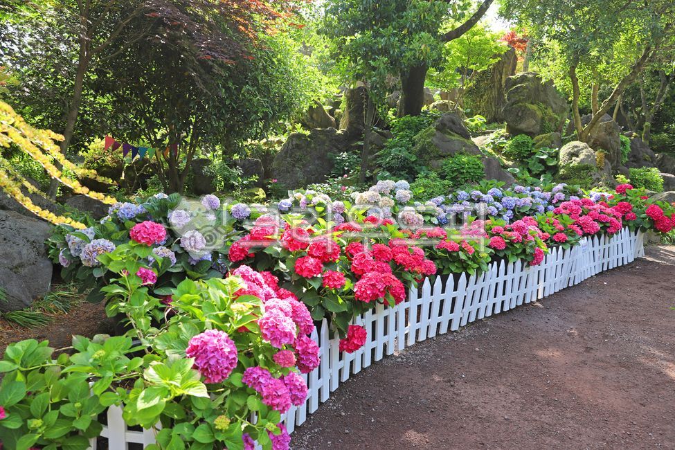hydrangea flower,Jeju,nature,Hydrangea Festival,jeju island,hydrangea,flower garden,Jeju Island Hydrangea,hydrangea field,flower,Huary,plant,Huary Hydrangea