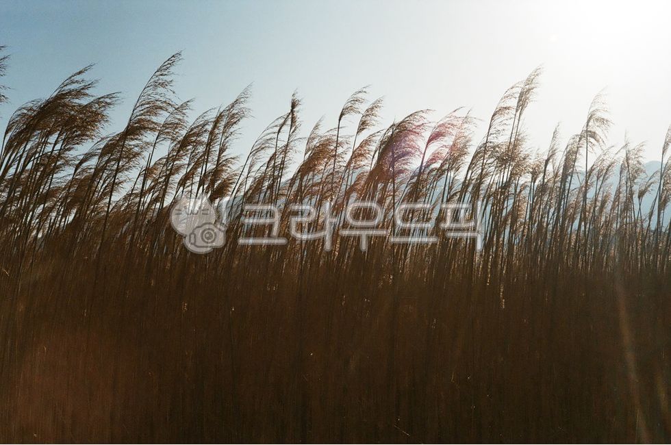 풍경, 경치, landscape, 억새, slivergrass, 사진,이미지,일러스트,캘리그라피 - nariphoto작가