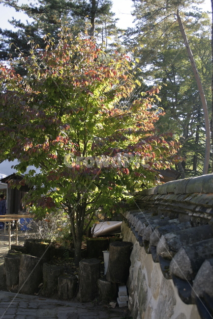 사찰,절,한국,나무,가을,기와담장,한국전통,한국문화,korean traditional,korean culture,건축물,건물외관,exterior,building,structure,architecture,construction