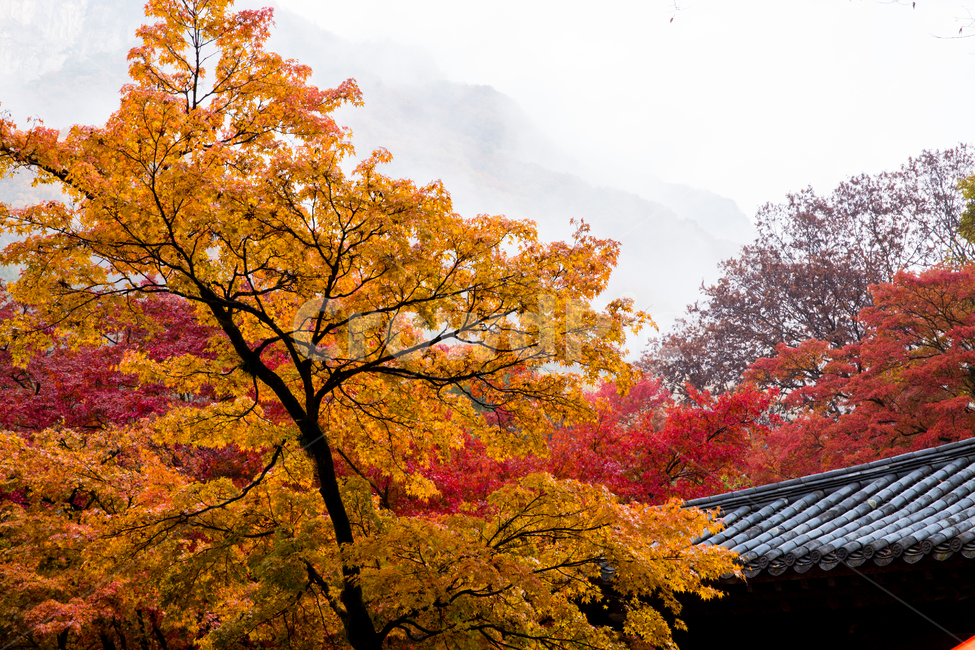 자연,풍경,단풍,계절,가을,산,무등산,기와집,기와지붕,지붕,고건축,한옥,붉은,단풍잎,추경,나무,단풍나무,울긋불긋,애기단풍,노란,잎,빛,햇빛,nature,landscape,seasonal,mountain,tilehouse,tiledroof,roof,architectural,hanok,red,autumn,trees,autumnleaves,floating,babymaple,yellow,leaves,light,sunshine,가을,계절,fall,autumn,season,tree,plant,식물,leaf,maple