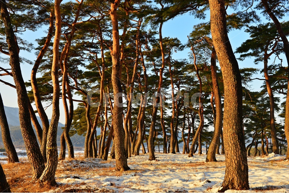 보성,웅치소나무설경,웅치소나무,솔밭,설경,겨울,계절,자연,경치,경관,풍경,plant,식물,treetrunk,나무줄기,tree,나무