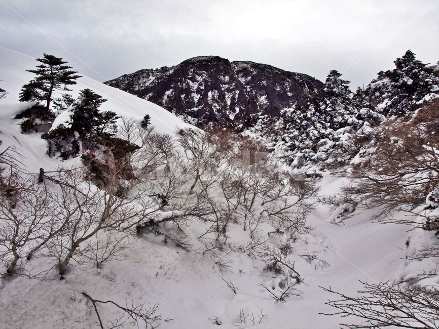 어리목,제주도,한라산,겨울산,겨울,설경,설화,눈,백록담,겨울,계절,winter,season,자연,풍경,nature,landscape,outdoors,옥외,mountain,산,tree,나무,plant,식물,snow