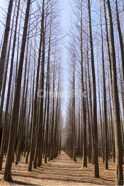 메타세콰이어길,숲,나무,자연,풍경,하늘,길,신비로움,봄,자연,풍경,nature,landscape,식물,plants,나무,trees,wood,tree,plant