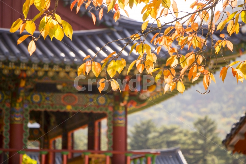 사진,디자인,소스,포토,사진자료,배경,배경사진,백그라운드,한국,동양,아시아,풍경,자연,환경,실외,낮,오후,저녁,식물,나무,가을,단풍,가을풍경,9월,10월,11월,단풍나무,가을,계절,fall,autumn,season,한국전통,한국문화,korean traditional,korean culture,식물,자연,plants,nature,plant,leaf,잎
