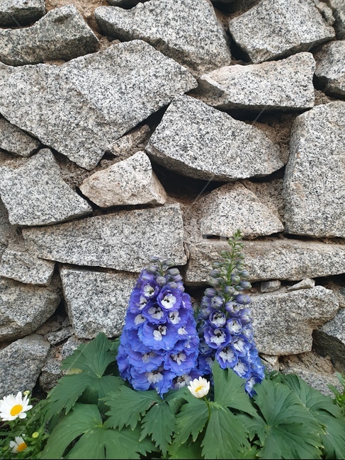 꽃,돌담,제비고깔속,delphinium,flower