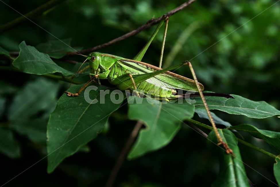 여치,여치암컷,메뚜기목,여치과,곤충,여치울음,동물,animal,곤충,벌레,insect,bug