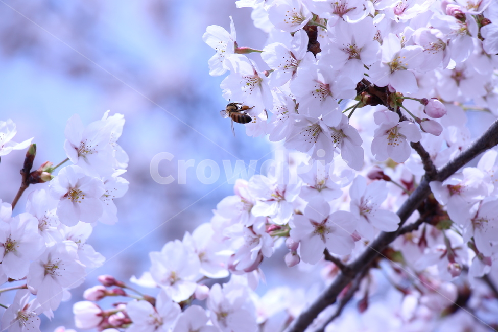 벚꽃,봄,자연,꿀벌,하늘,경치,꽃봉오리,벚꽃나무,햇살,나무,나뭇가지,cherryblossom,spring,nature,honeybee,sky,landscape,bud,cherryblossomstree,daylight,tree,twig