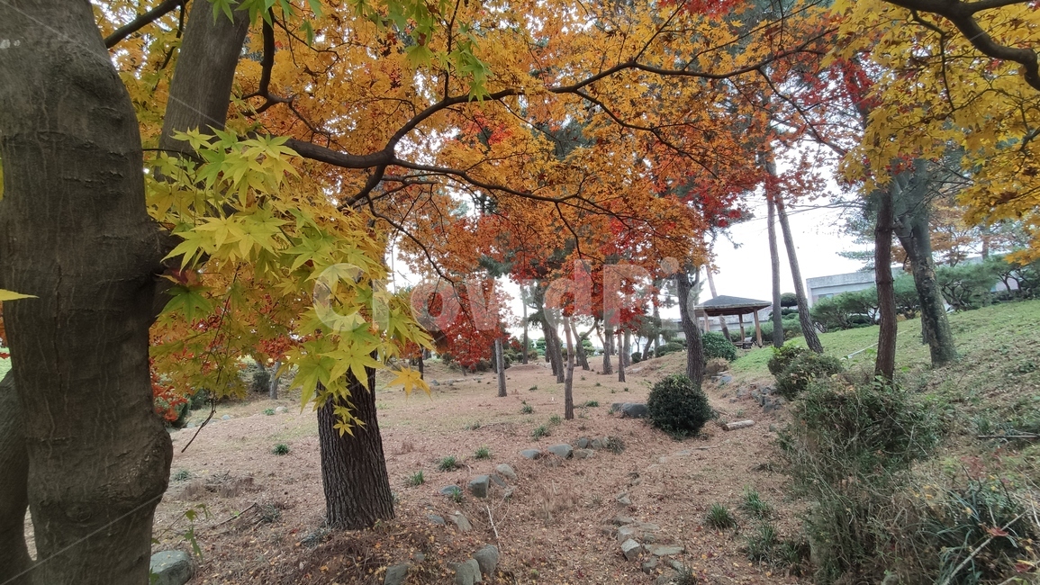 가을단풍,경치,애기단풍,가을,엽록소,tree,나무,plant,식물,leaf,잎,가을,계절,fall,autumn,season,식물,자연,plants,nature,나무,trees,wood