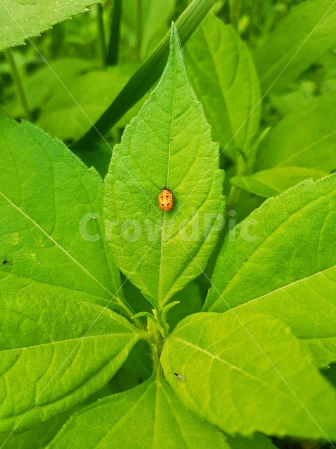 번데기,우화,풀잎,그린,깨끗한,클린,자연,배경,백그라운드,녹색,환경,유기농,올가닉,organic,nature,clean,backgrounds,green,environment,pupa,leaf,grow,과학,식물,자연,plants,nature,동물,animal,곤충,벌레,insect,bug