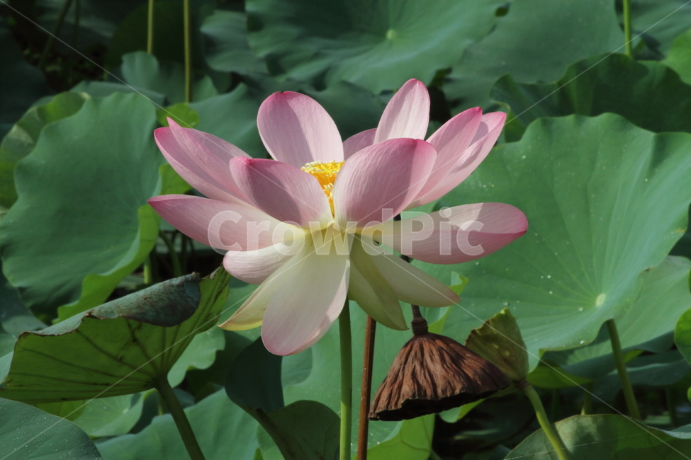 연,연꽃,식물,약용식물,lotus,식물,자연,plants,nature,꽃,flower