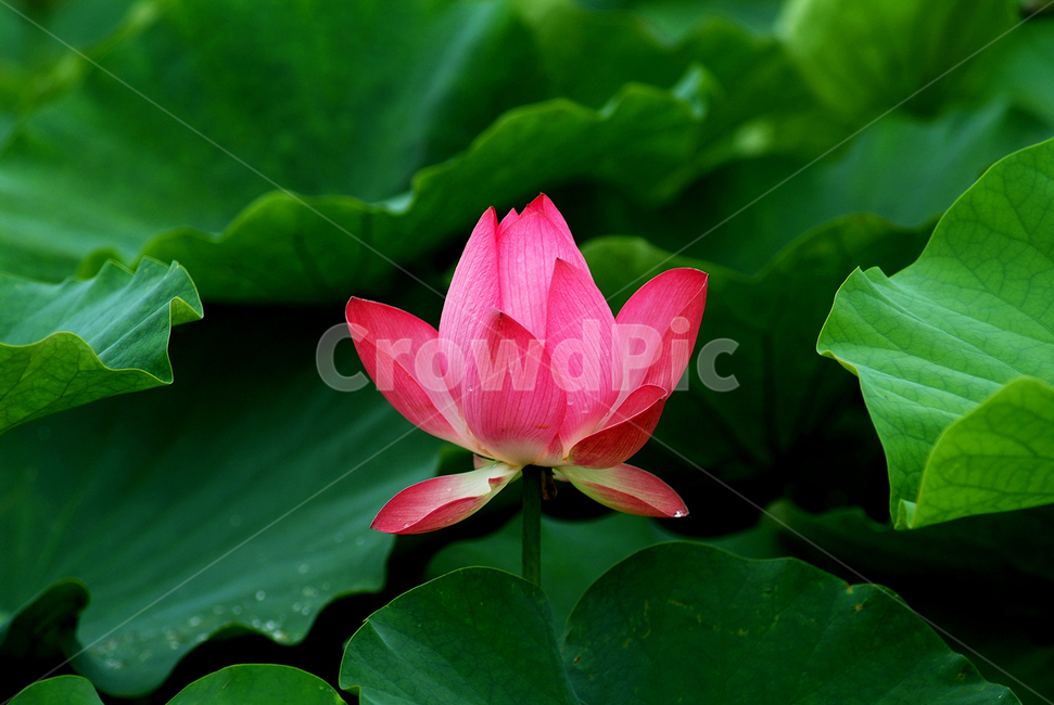 연꽃,꽃,연,연잎,분홍연꽃,식물,자연,plants,nature,꽃,flower