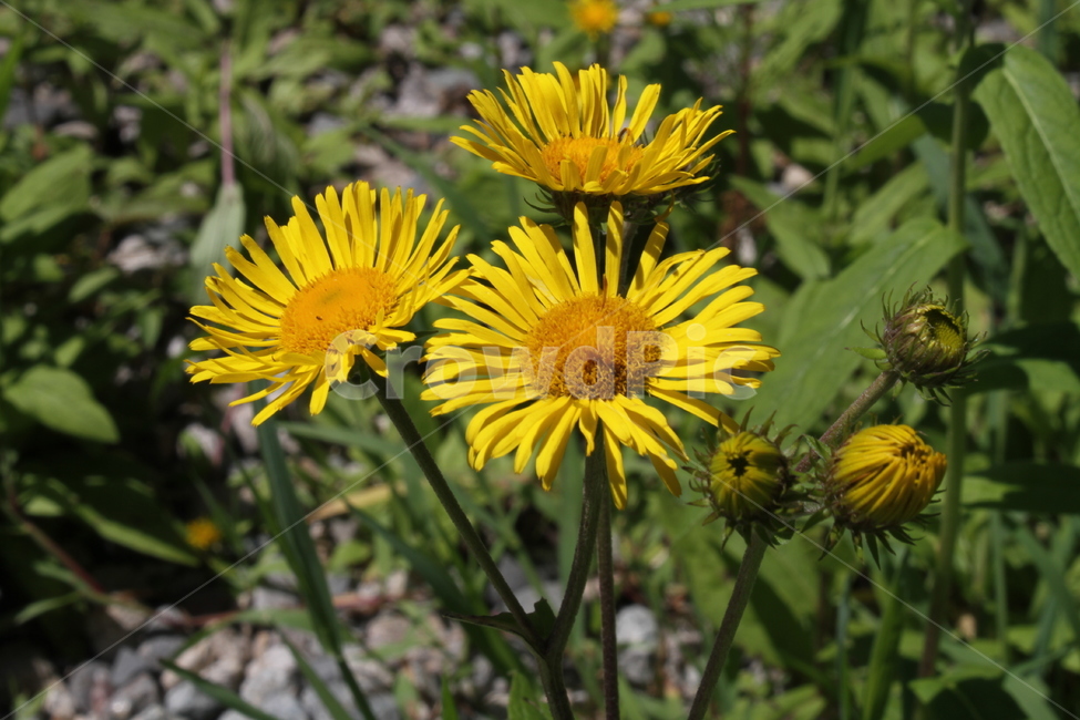 금불초,꽃,식물,노랑,JapaneseInula,식물,자연,plants,nature,꽃,flower