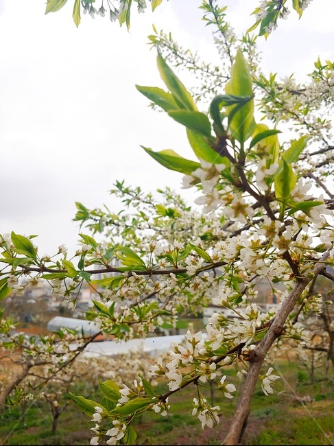 자두꽃,자두나무,봄꽃나무,과수원,시골,꽃나무,식물,자연,plants,nature,꽃,flower
