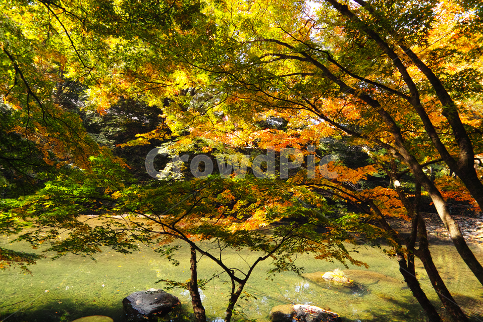 은행,은행나무,나무,가을,단풍,단풍놀이,tree,plant,식물,가을,계절,fall,autumn,season,자연,풍경,nature,landscape,leaf,잎