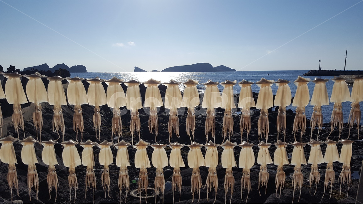 차귀도,오징어,바다,반건조오징어,제주도,산업,industry,industrial,어업,fishery,fishing industry