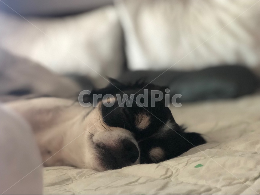 동물,개,pet,animal,침대,bed,furniture,가구,dog,치와와,chihuahua,sleep,잠,평온,peace,peaceful,동물,animal,포유류,mammal,개,강아지,dog,doggy