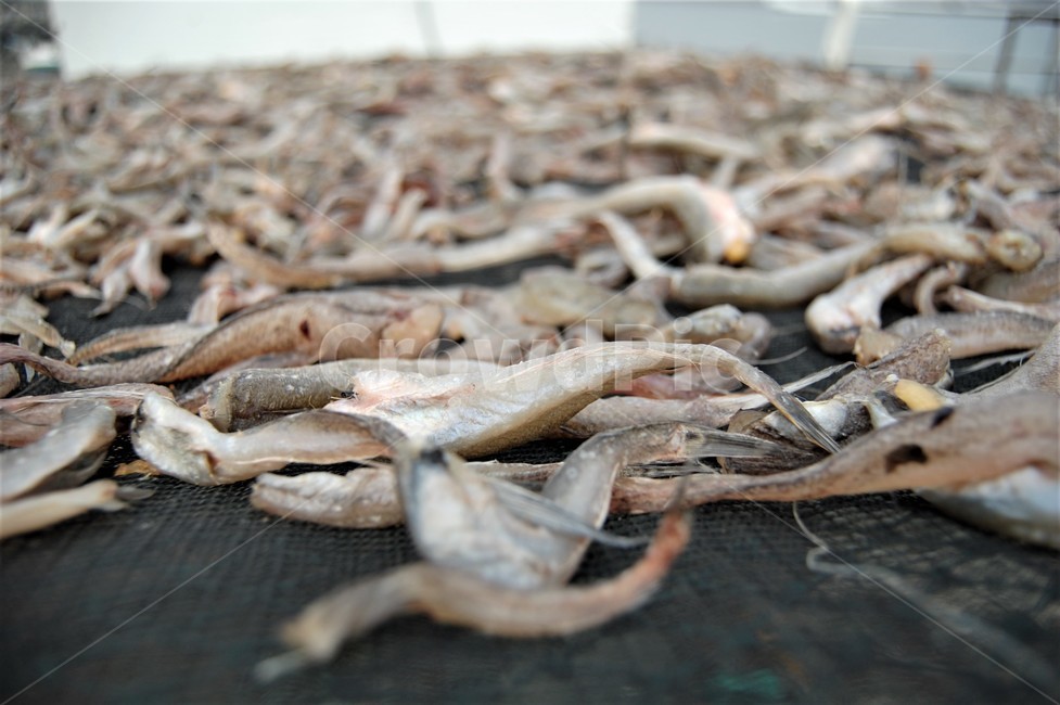 음식,food,말린생선,생선,말리다,수산물,해산물,fishery products,seafood