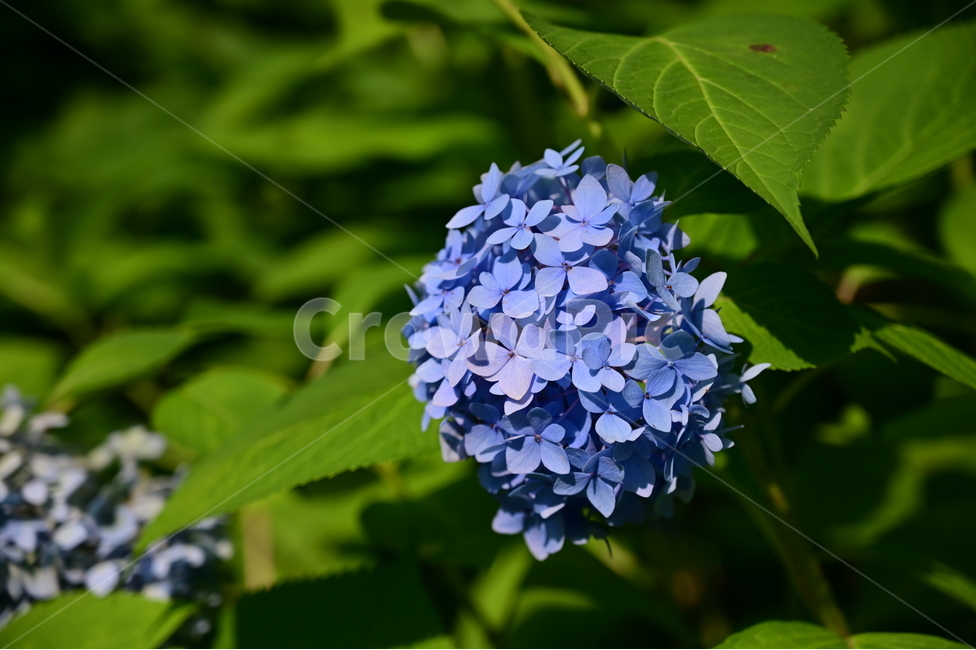 꽃,flower,수국,hydrangea,식물,자연