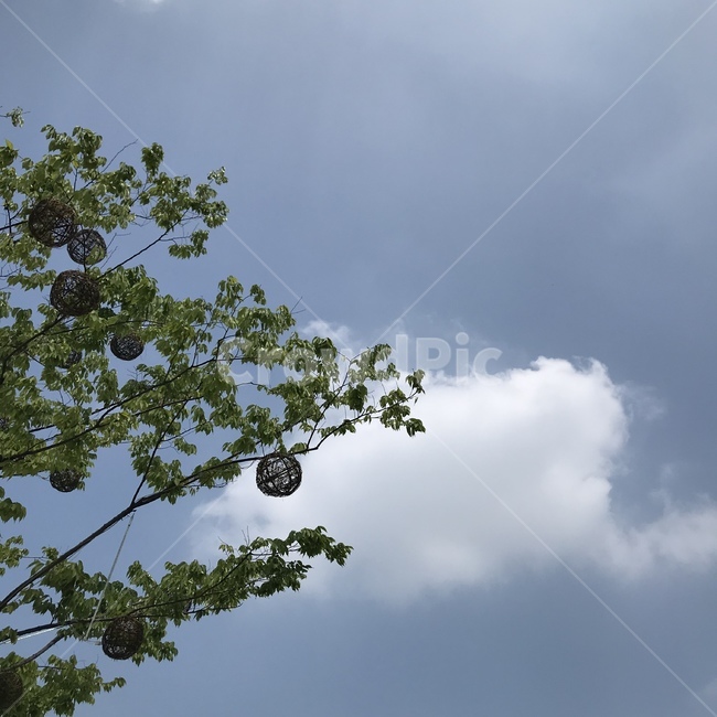 하늘,풍경,자연,감성,푸른,식물,tree