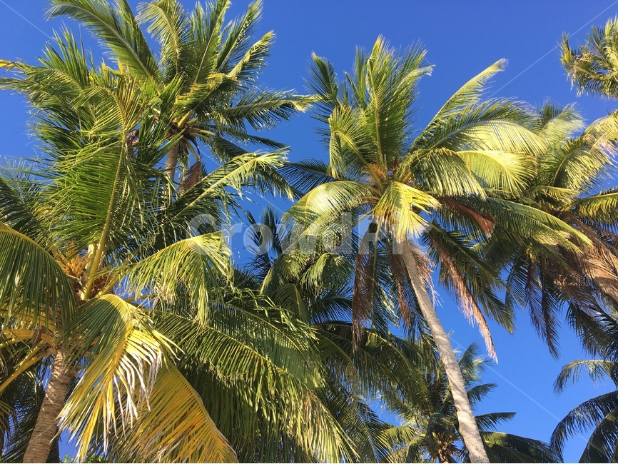 야자수,야자나무,코코넛,코코야자,나무,palmtree,식물,자연,plants,nature,나무,trees,wood