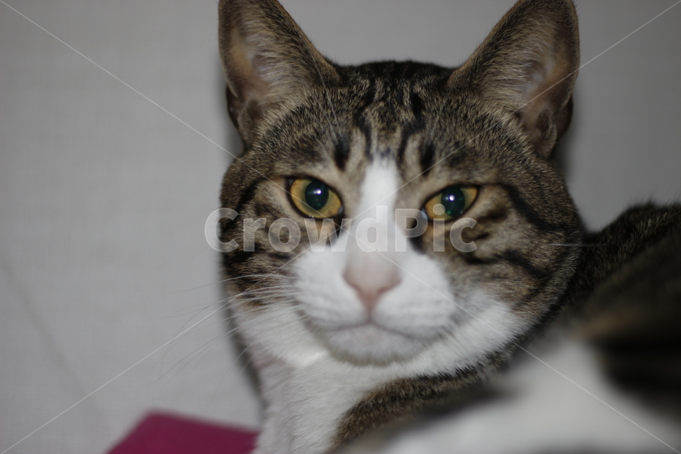 고양이,반려동물,반려묘,동물,길고양이,집사,애완동물,cat,pet,kitten,animal,동물,animal,고양이,cat,kitten,kitty