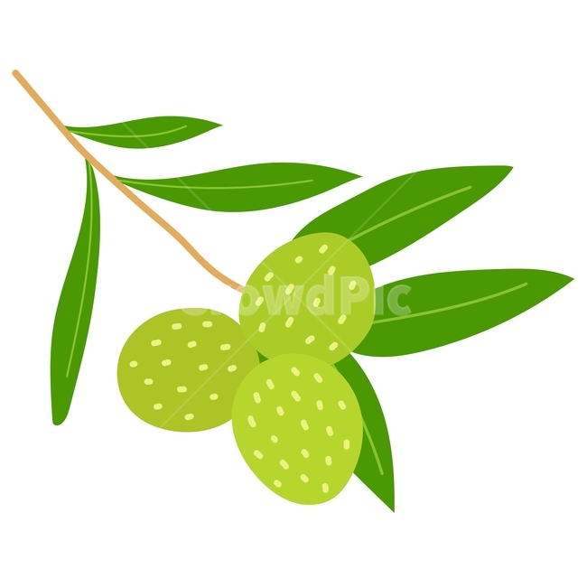 일러스트,스쿠알란,식물성스쿠알란,식물,화장품성분,올리브,올리브열매,열매,그래픽,일러스트레이션,graphic,illustration