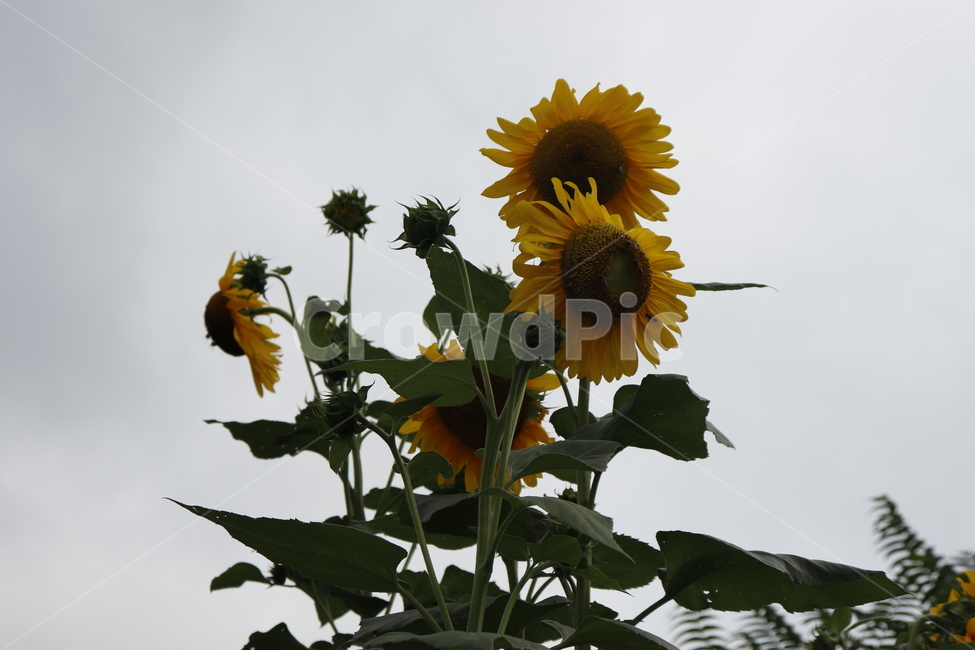 해바라기,꽃,자연,식물,nature,flower,plant