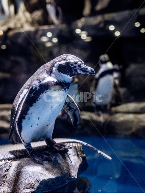 펭귄,새,동물,아쿠아리움,penguin,동물,animal,조류,새,birds