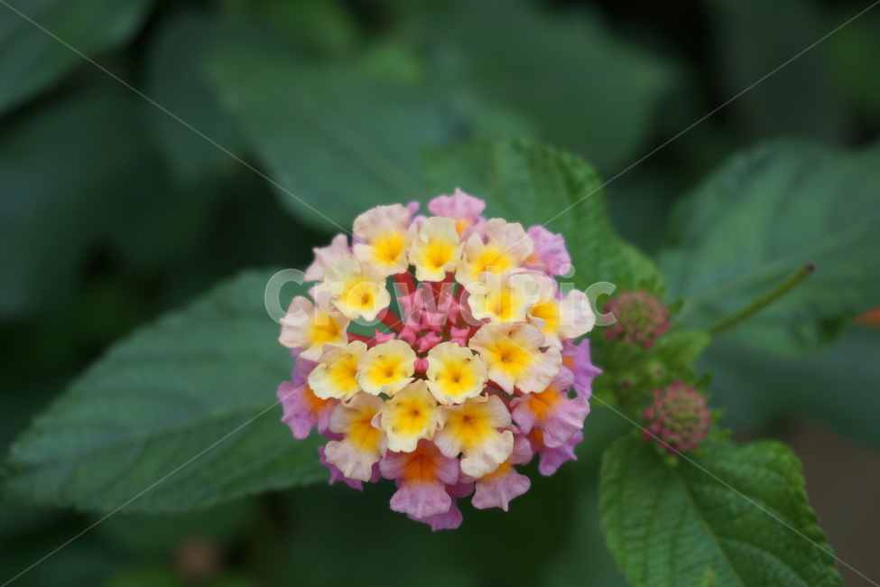 수국,식물,꽃,flower,자연,식물,자연,plants,nature,꽃,flower