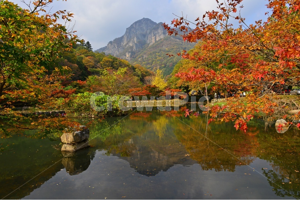 장성,백양사,백암산,추색,백양사가을,가을,계절,추경,단풍,연못,반영,단풍잎,만추,plant,식물,tree,나무,nature,자연,water,물,은행나무,outdoors,옥외,가을,계절,fall,autumn,season