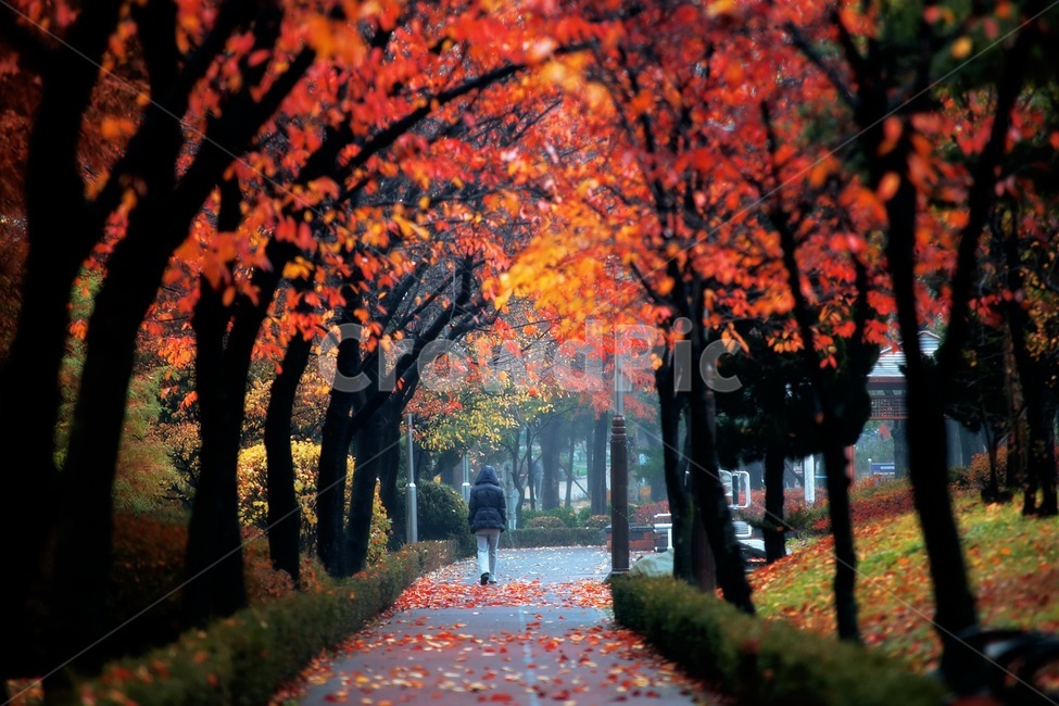 가을,뒷모습,나무,단풍,산책,가을,계절,fall,autumn,season