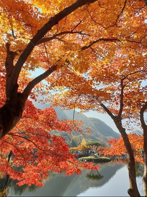 가을,단풍,나무,호수,풍경,반영,가을,계절,fall,autumn,season,자연,풍경,nature,landscape,tree,plant,식물,maple