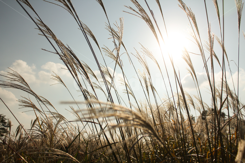 힐링,억새,하늘,태양,풍경,plant,식물,grass,구름,가을,계절,fall,autumn,season,식물,자연,plants,nature,잔디,lawn