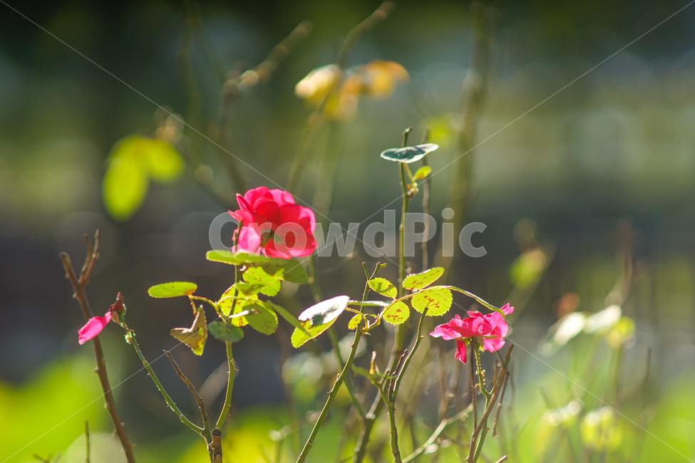 장미,나무,야생,꽃,식물,식물,자연,plants,nature,꽃,flower