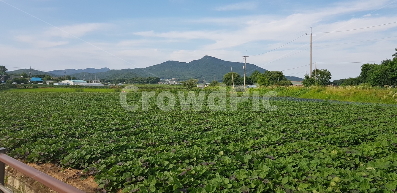 고구마밭,고구마,자연,풍경,nature,시골,countryside