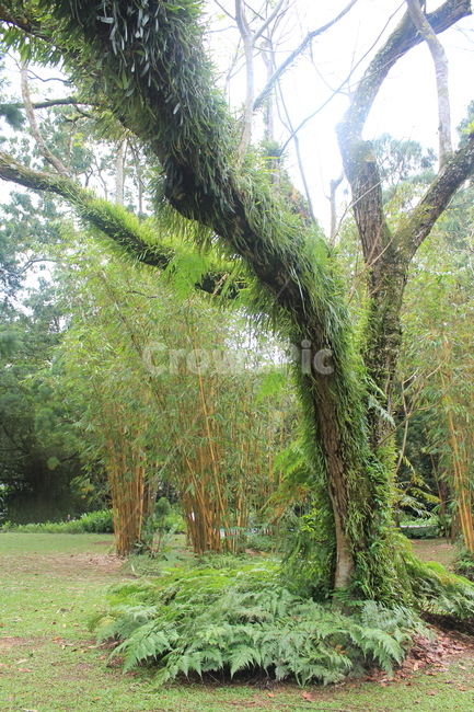 tree,자연,식물,plant,nature,green,나무,숲,forest