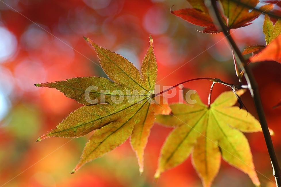단풍,단풍잎,가을,빨강,화려함,Colorful,Autumn,계절,season,가을,계절,fall,autumn,season,식물,자연,plants,nature,leaf,잎,plant,tree,나무