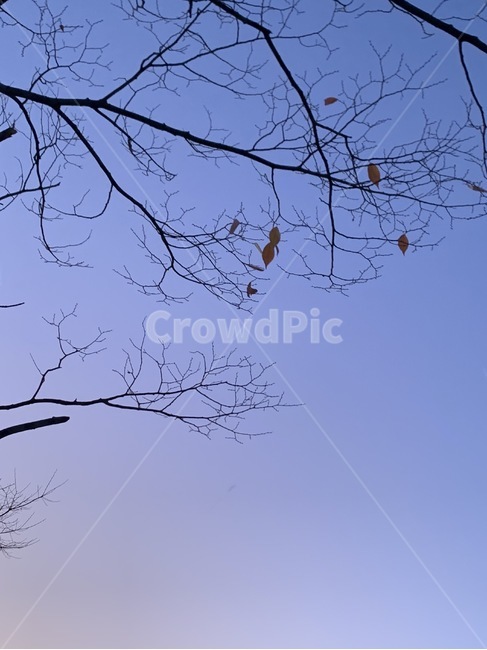 나무,낙엽,하늘,가을,겨울,자연,자연,풍경,nature,landscape