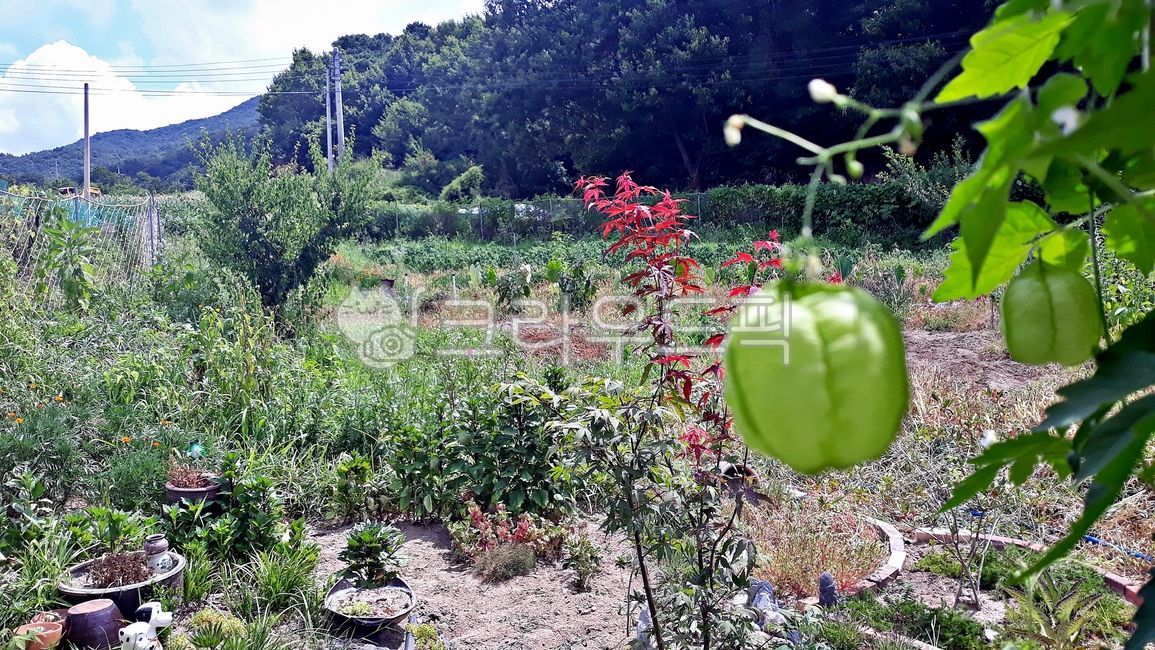 식물,풍선초,풍선,항아리모습,덩굴,주렁주렁