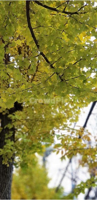 가을,나무,단풍,자연,계절,tree,fall,nature,autumn,yellow,은행나무,식물,자연,plants,nature
