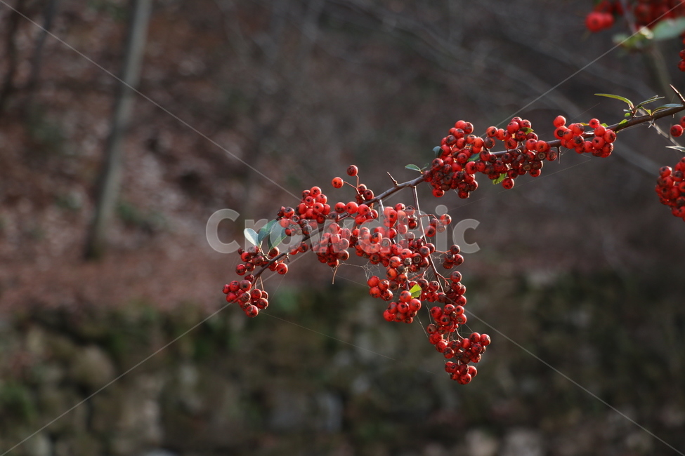 빨간열매,나무,열매,정원,붉은열매,식물,자연,plants,nature,과일,열매,fruit