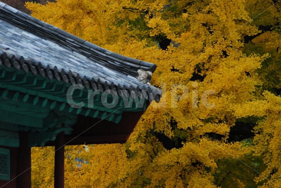 가을풍경,한옥지붕,은행잎,노란가을,전통적인,가을,계절,fall,autumn,season,한국전통,한국문화,korean traditional,korean culture,roof,지붕