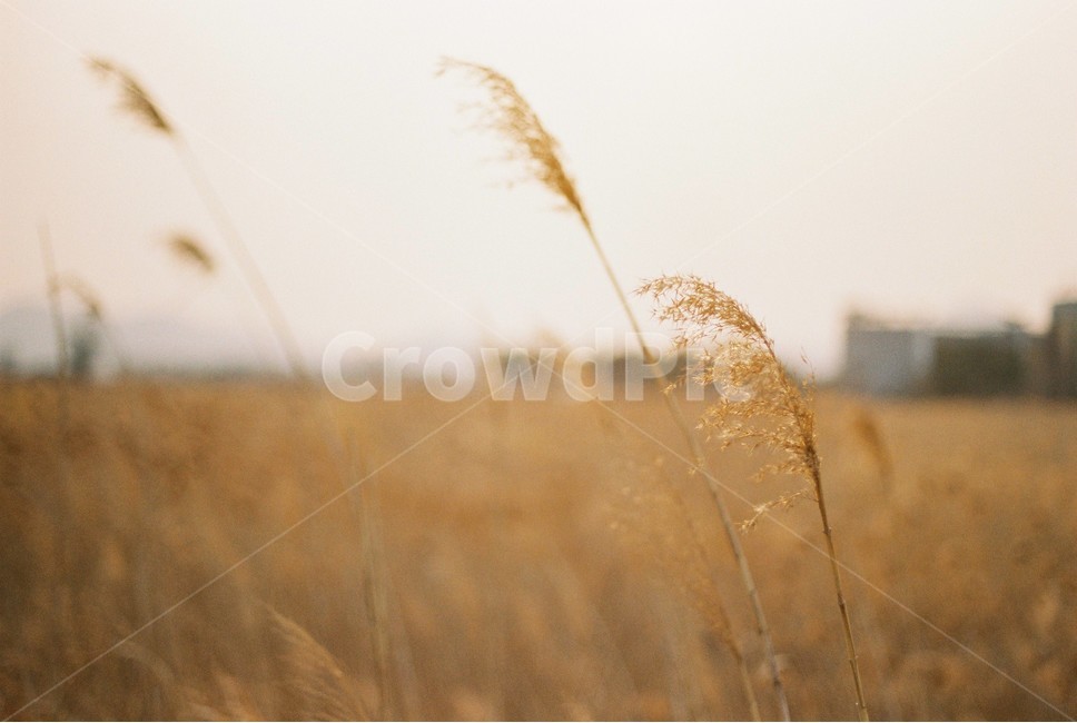 갈대,순천만,필름카메라,갈대밭,2월,순천,겨울,필름,자연,film,구름,cloudy,해질녘