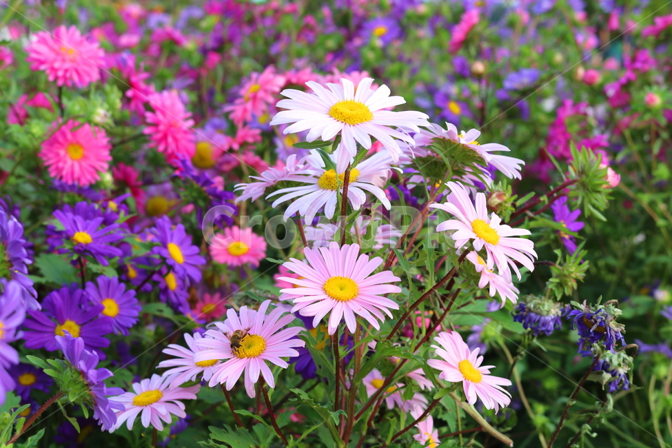 꽃,과꽃,국화과,식물,자연,취국,벽남국,추모란,벌,꿀벌,곤충,식물,자연,plants,nature,꽃,flower,동물,animal,곤충,벌레,insect,bug