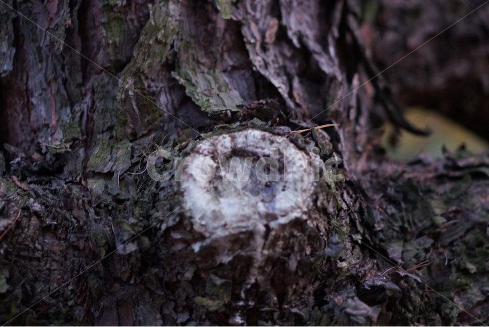 나무,나이테,tree,식물,plant,나무,trees,wood