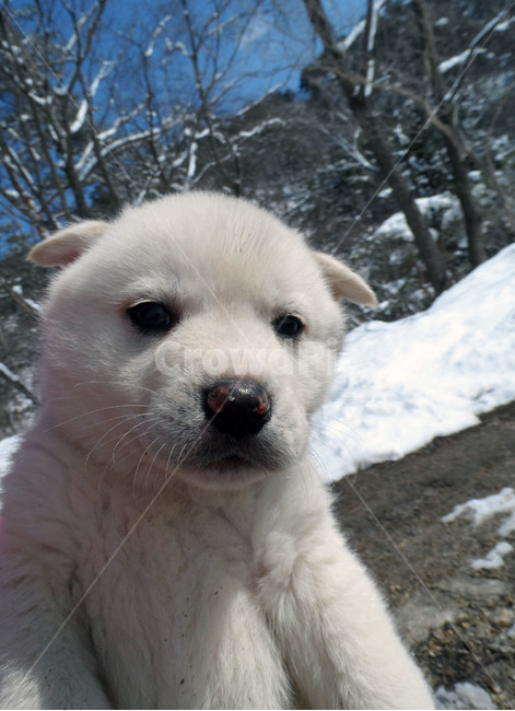강아지,새끼,새끼강아지,진돗개,멍멍이,개,시골개,심드렁,동물,animal,포유류,mammal,개,강아지,dog,doggy